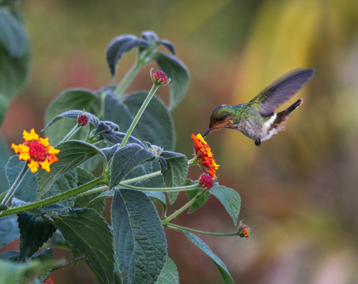 Frilled Coquette - Cristina Rappa