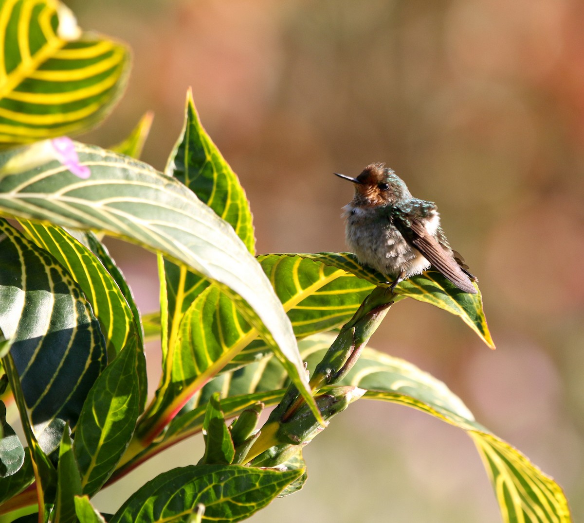 Frilled Coquette - ML363731871