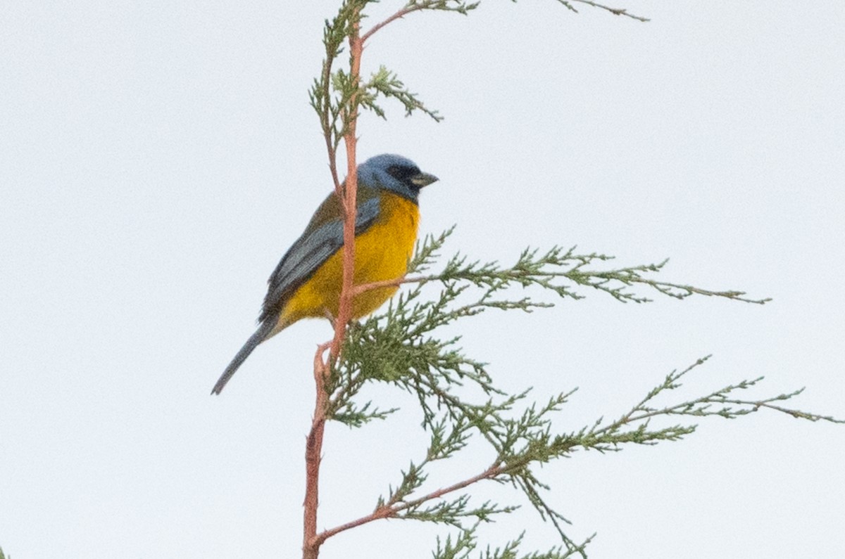 Blue-and-yellow Tanager - ML363731971