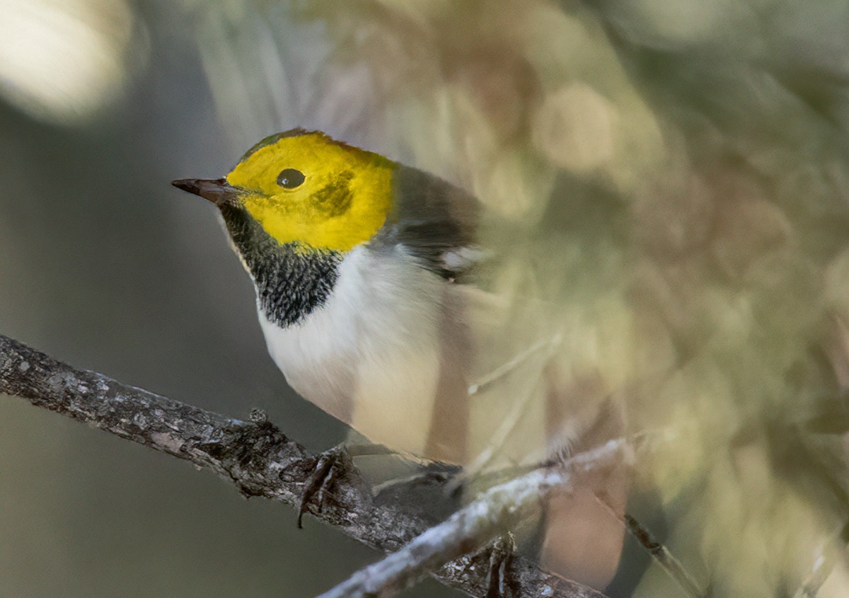 Hermit Warbler - ML363732021