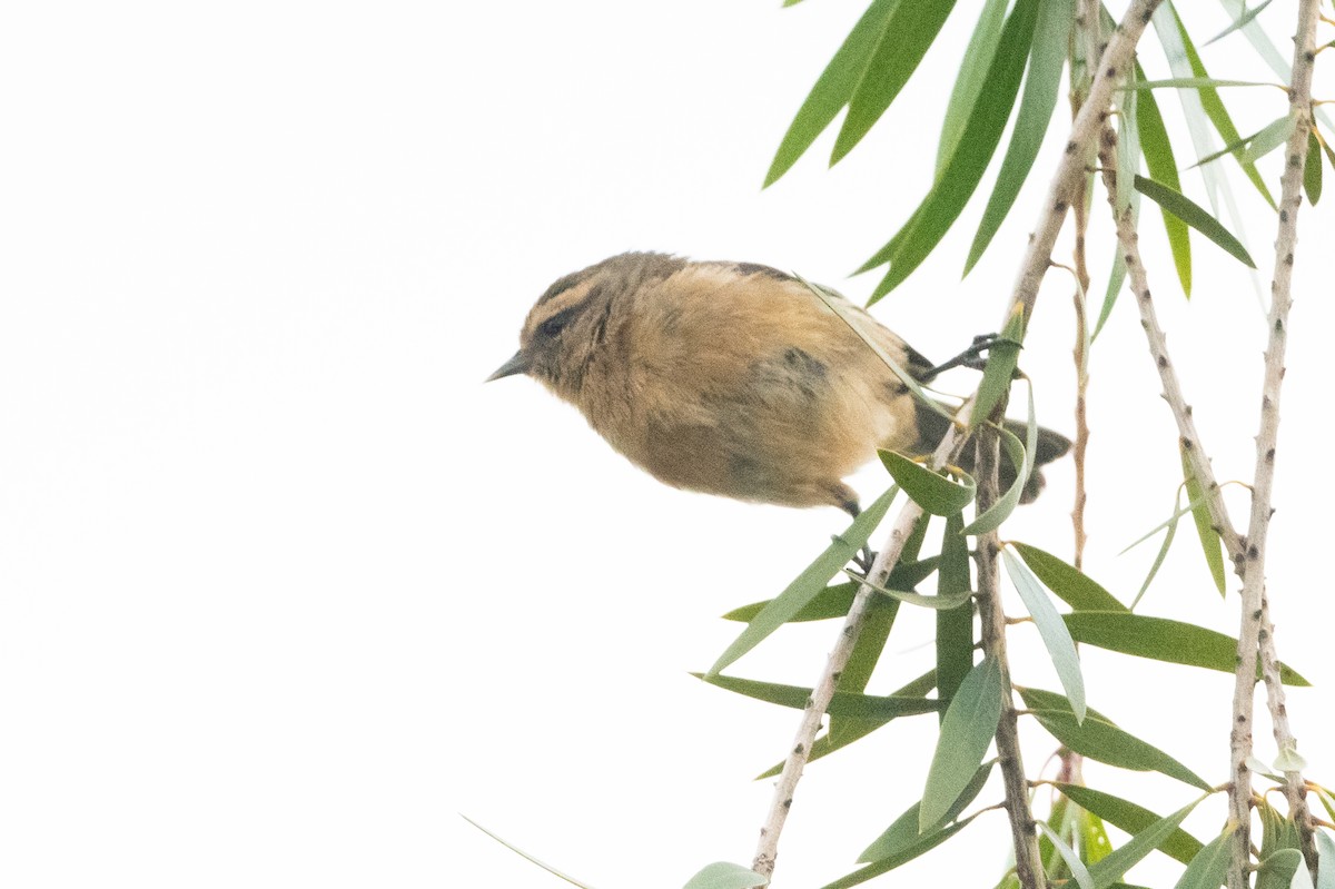 Cinereous Conebill - Adam Jackson