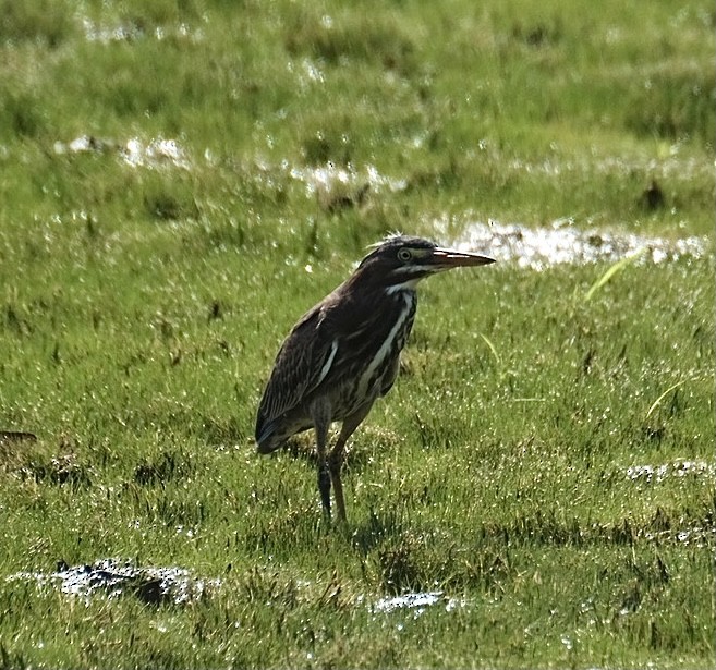 Green Heron - ML363732371