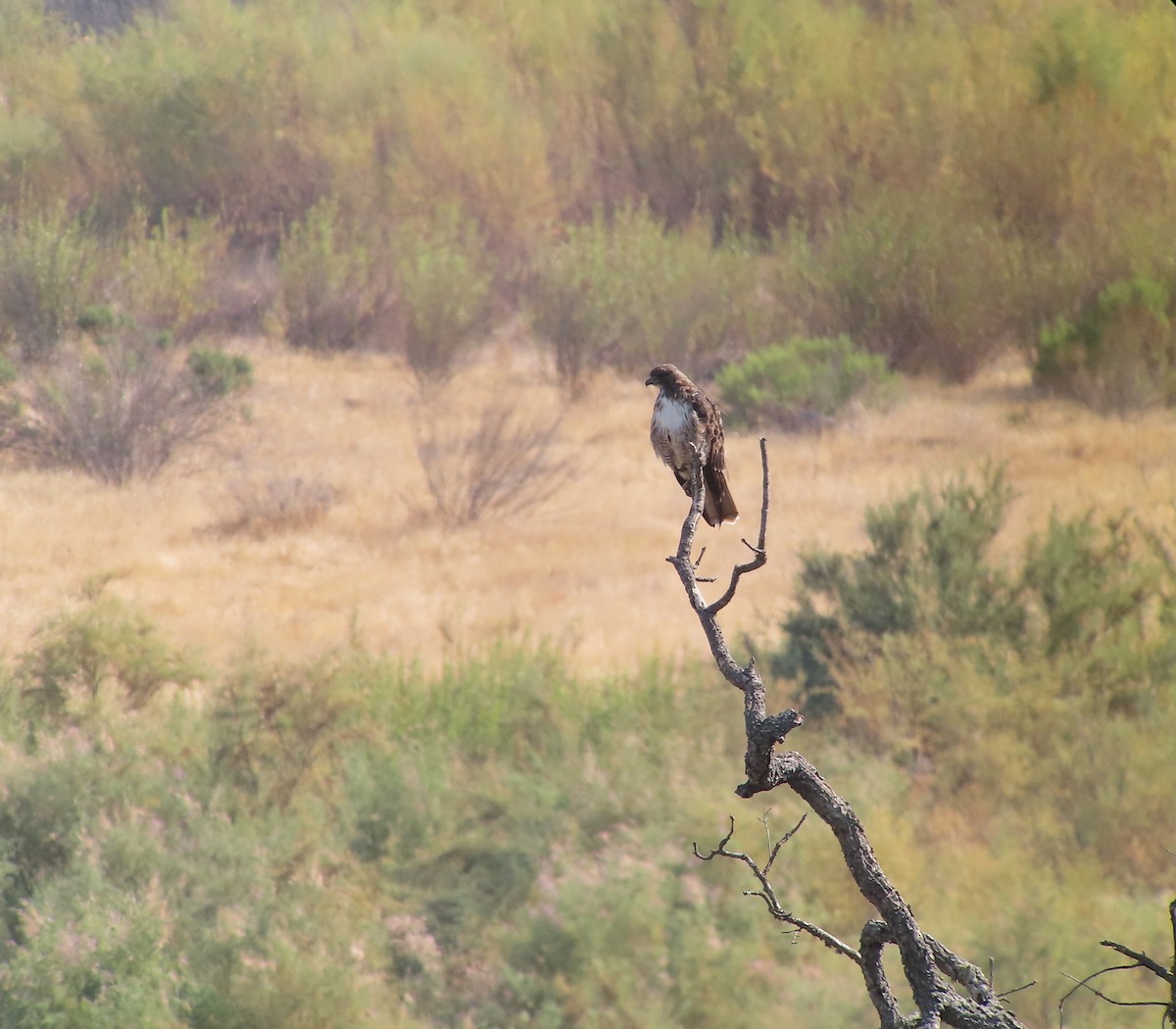 Red-tailed Hawk - ML363732561