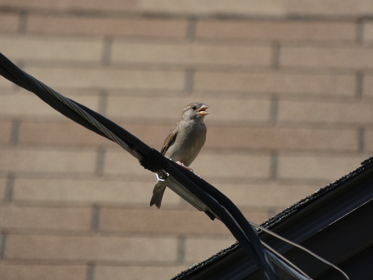 Moineau domestique - ML363733151