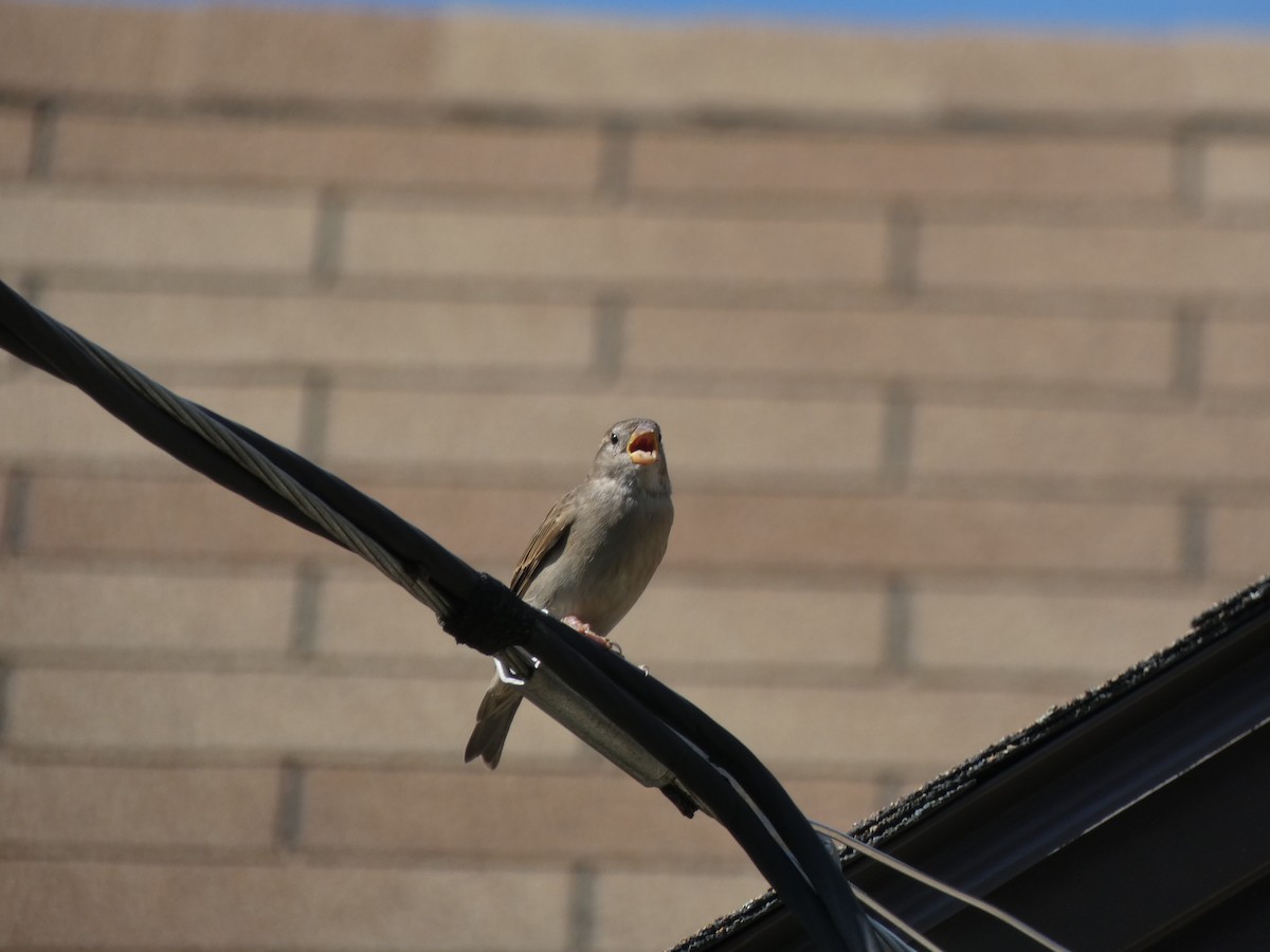 Moineau domestique - ML363733171
