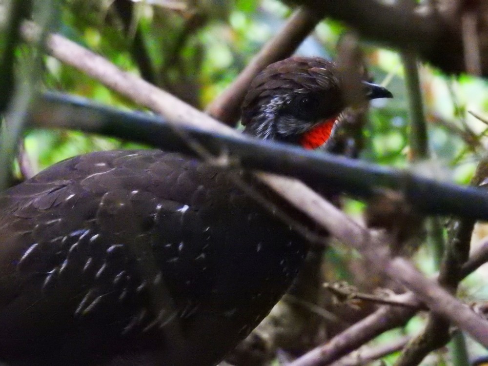 Band-tailed Guan - ML363734091