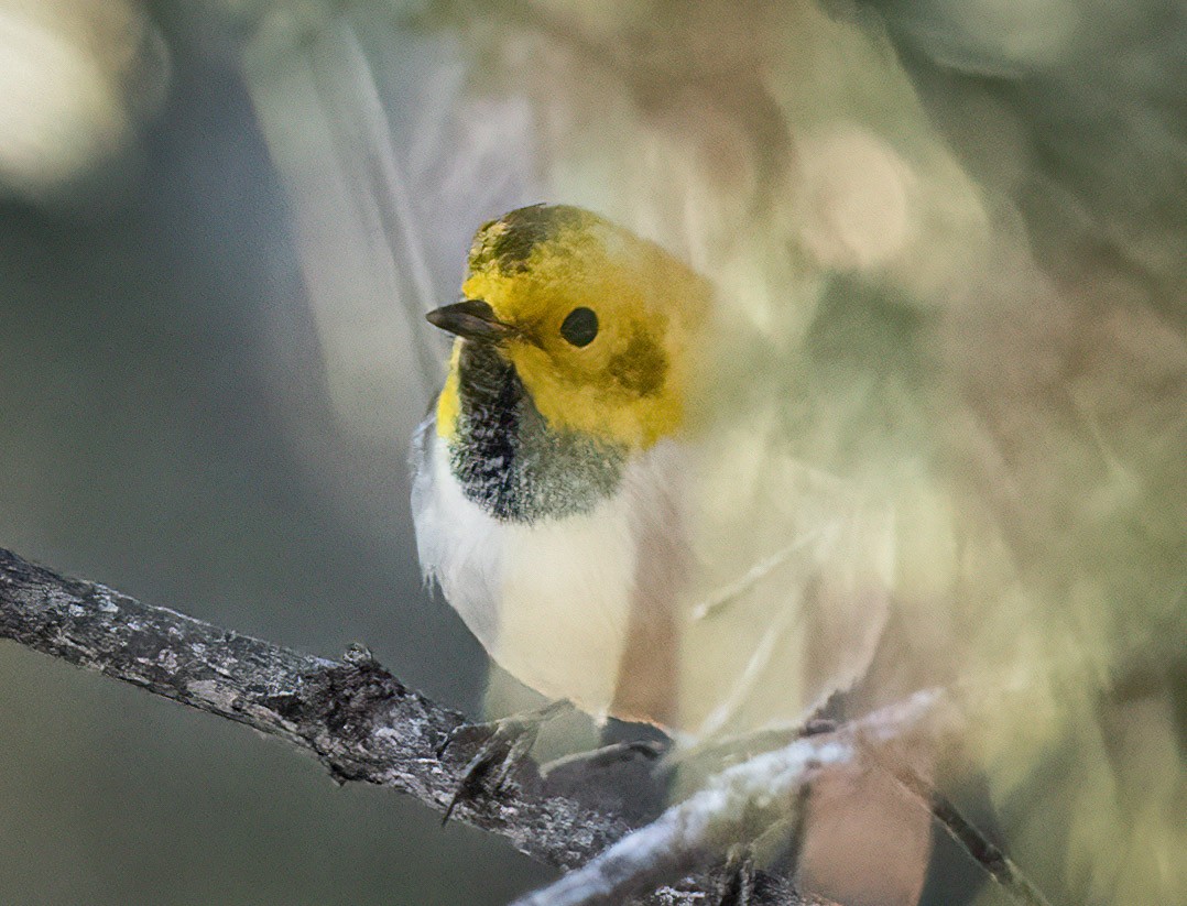 Hermit Warbler - ML363734651