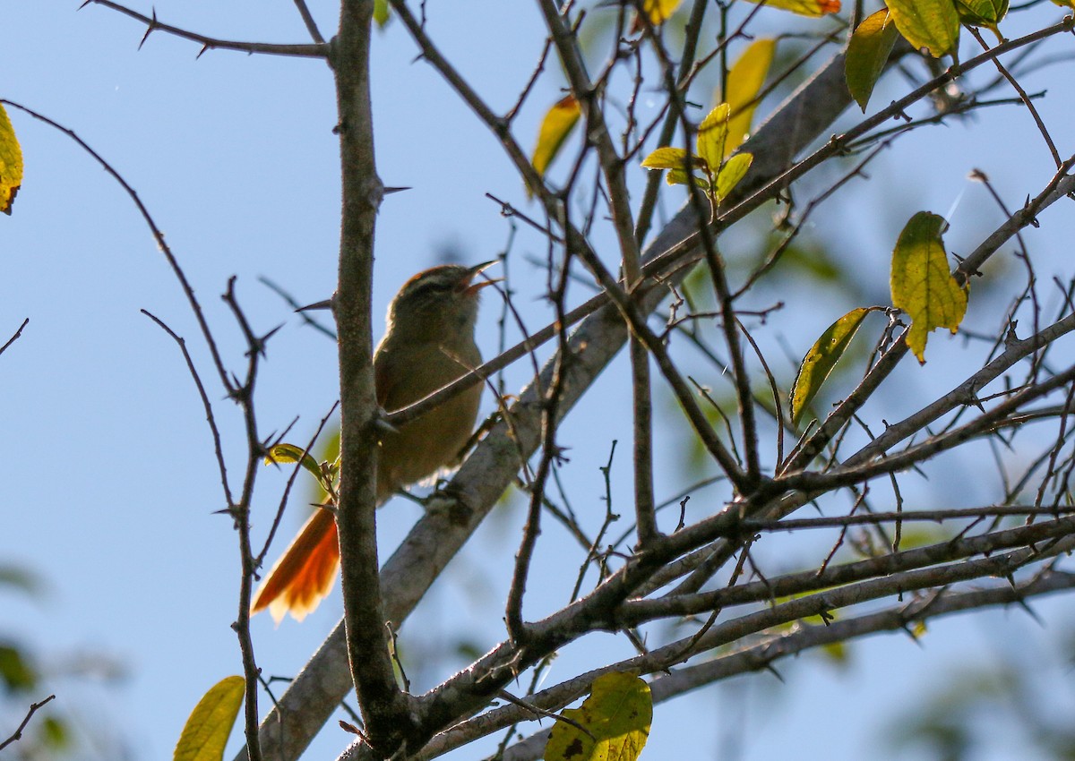 Pallid Spinetail - ML363735211