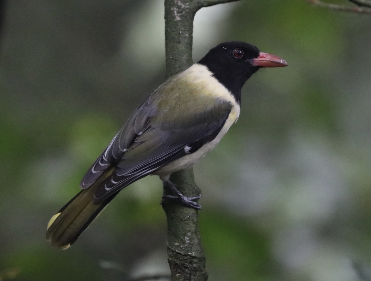 Sao Tome Oriole - Ross Gallardy