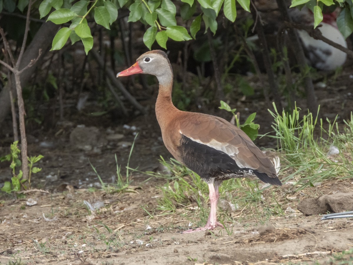 アカハシリュウキュウガモ - ML363737051