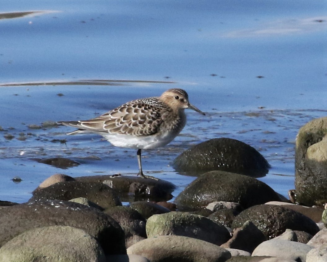 Baird's Sandpiper - ML363738921