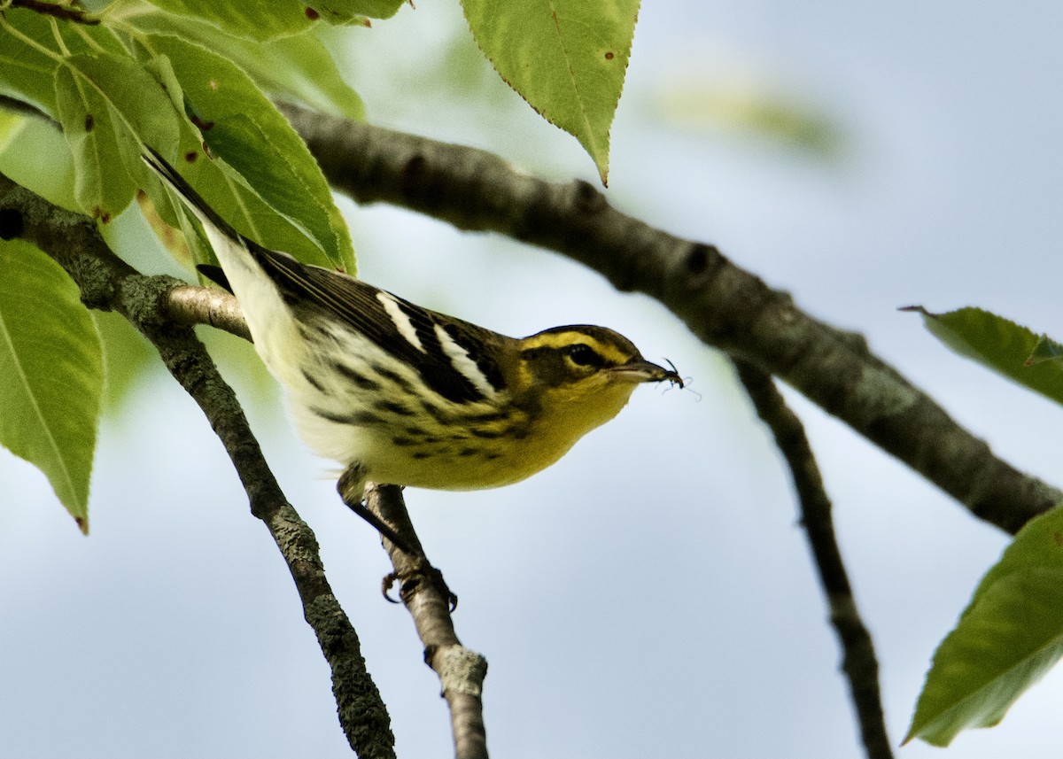 Blackburnian Warbler - Kanayo Rolle