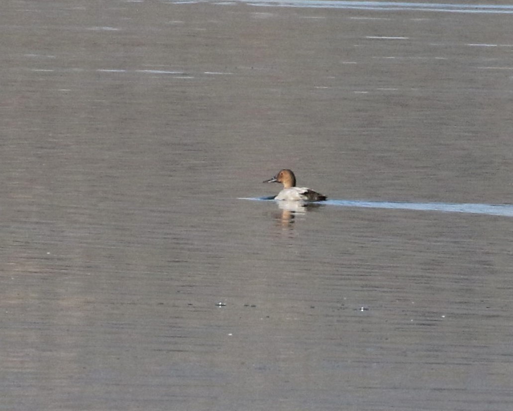 Canvasback - ML363740721