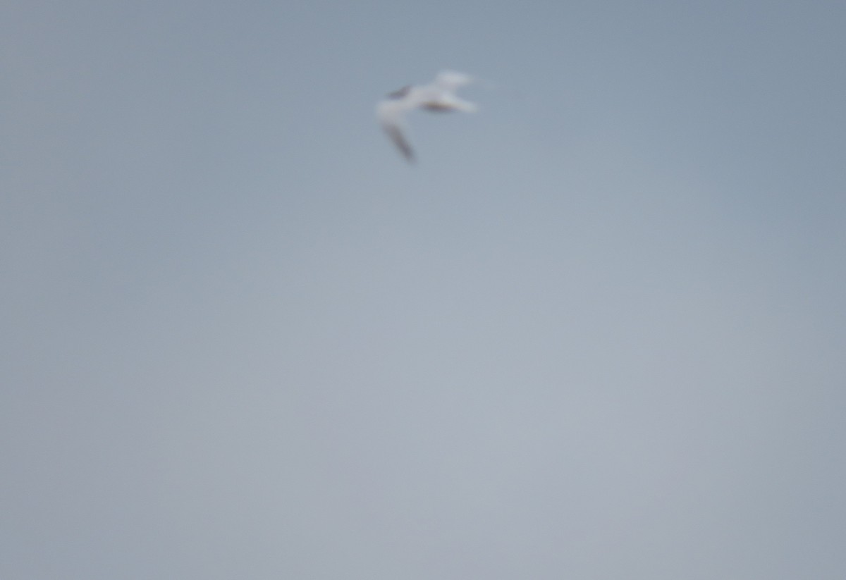 Sandwich Tern - ML363741911