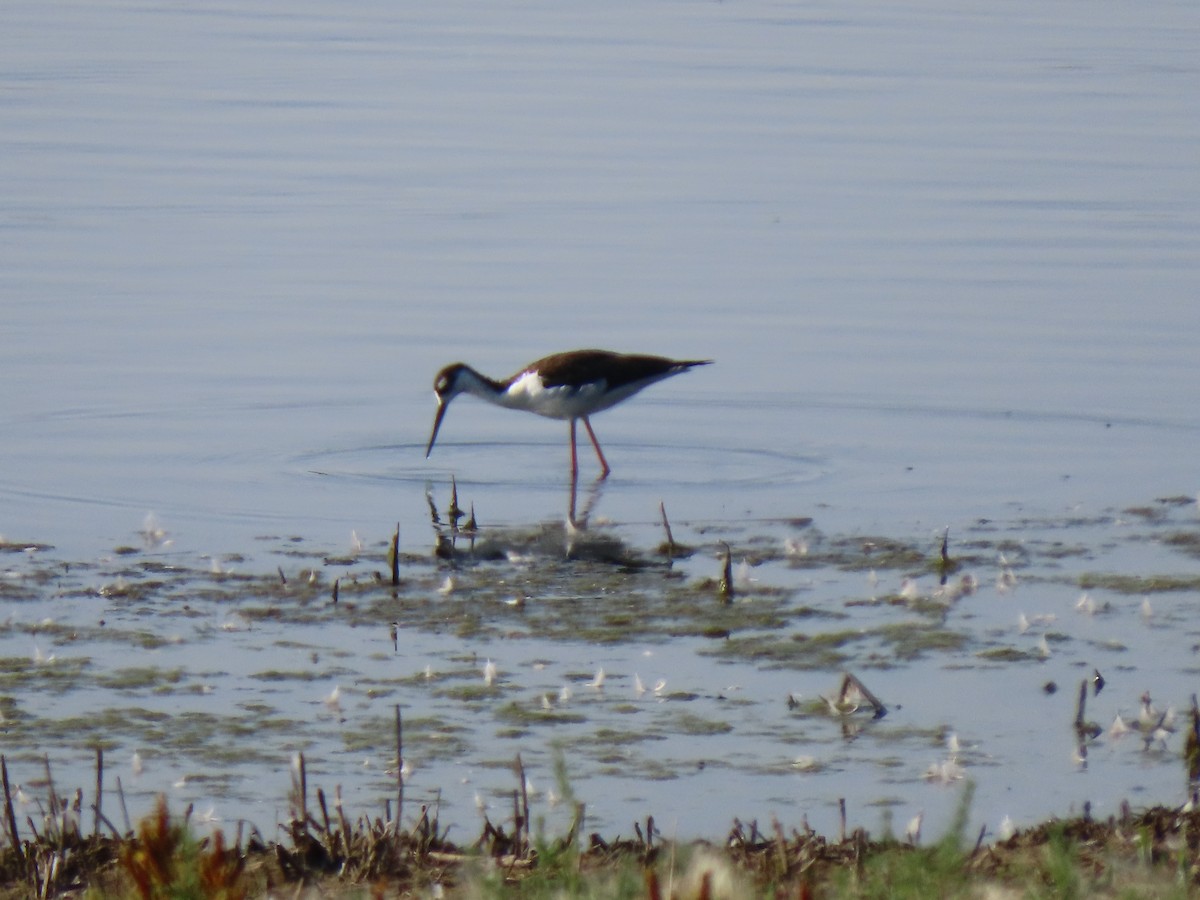 Black-necked Stilt - ML363741941