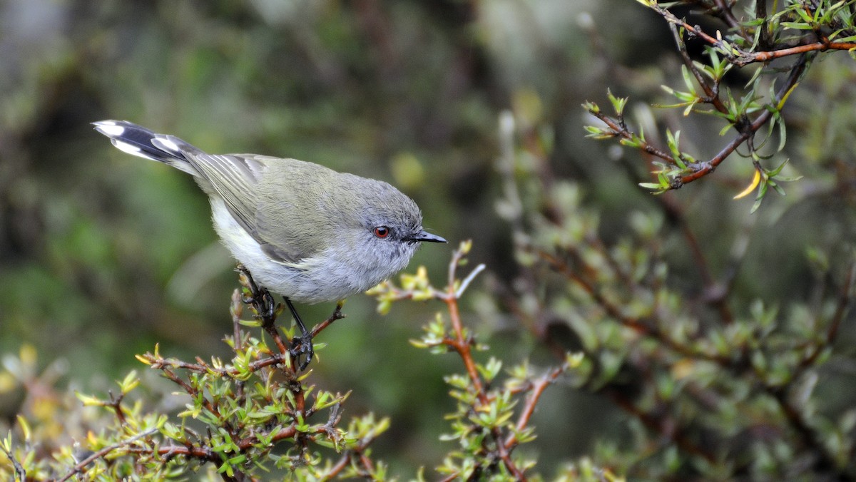 Gray Gerygone - Ted Sears