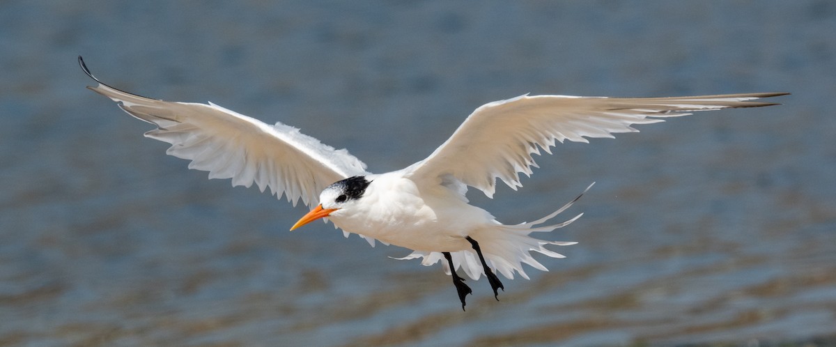 Elegant Tern - Michael  Hingerty