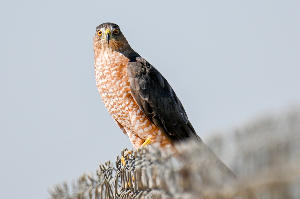 Cooper's Hawk - ML363744401