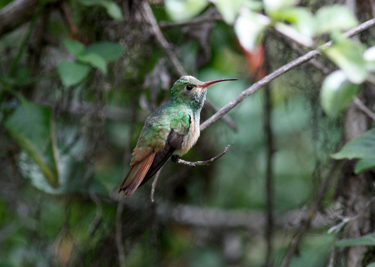 kolibřík yukatanský (ssp. cerviniventris/chalconota) - ML36374471