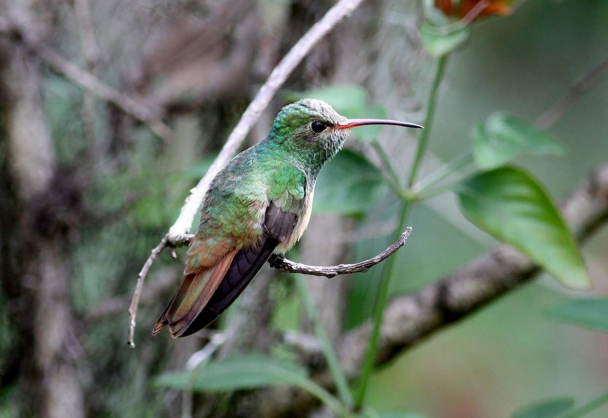 kolibřík yukatanský (ssp. cerviniventris/chalconota) - ML36374491