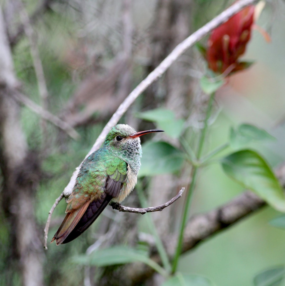 kolibřík yukatanský (ssp. cerviniventris/chalconota) - ML36374511