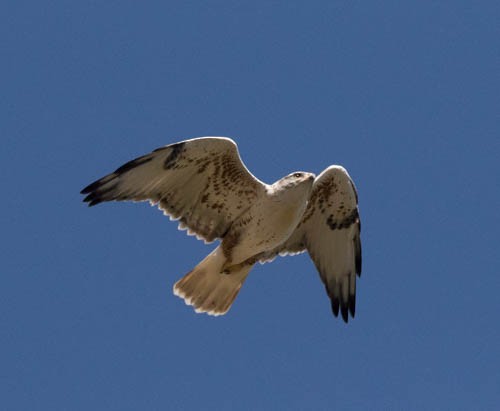 Ferruginous Hawk - stevan brad