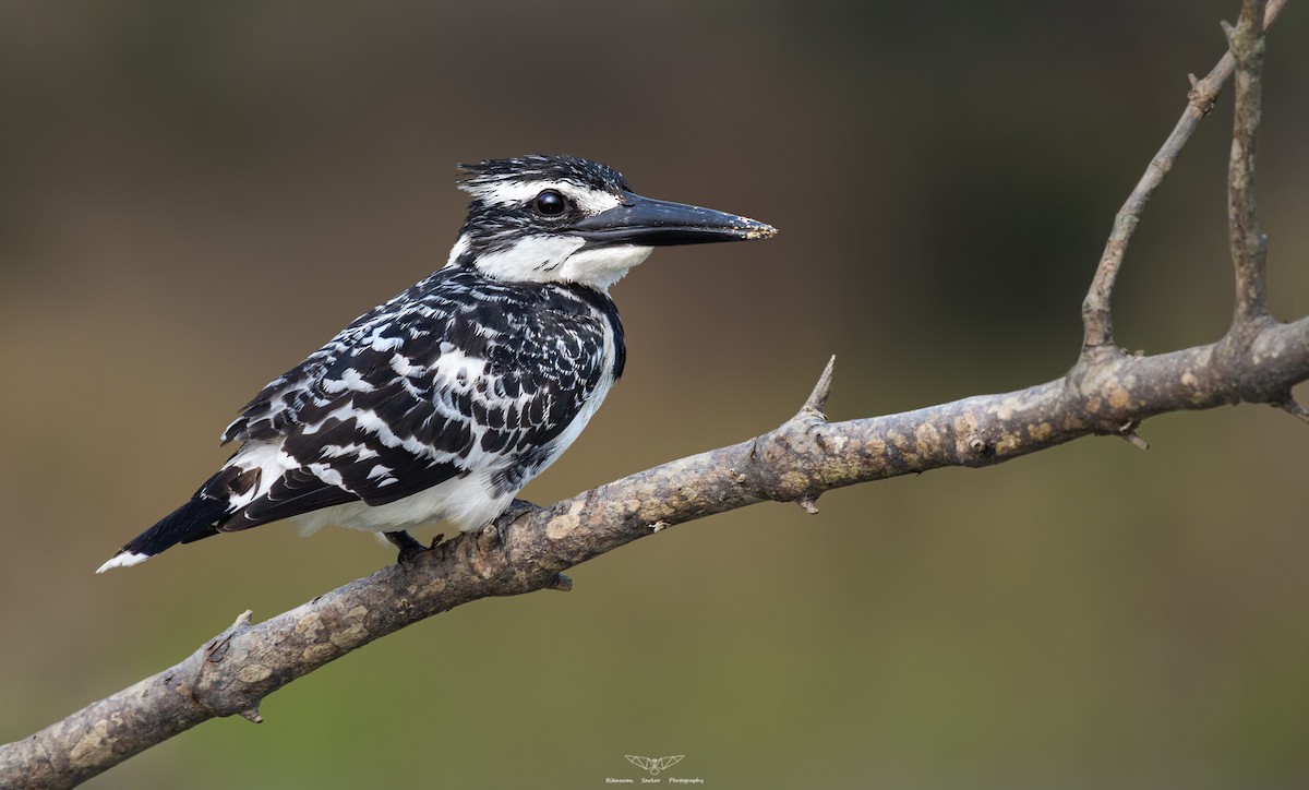 Pied Kingfisher - Bibaswan Sarkar