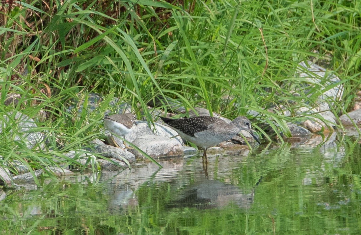 Lesser Yellowlegs - ML363745561