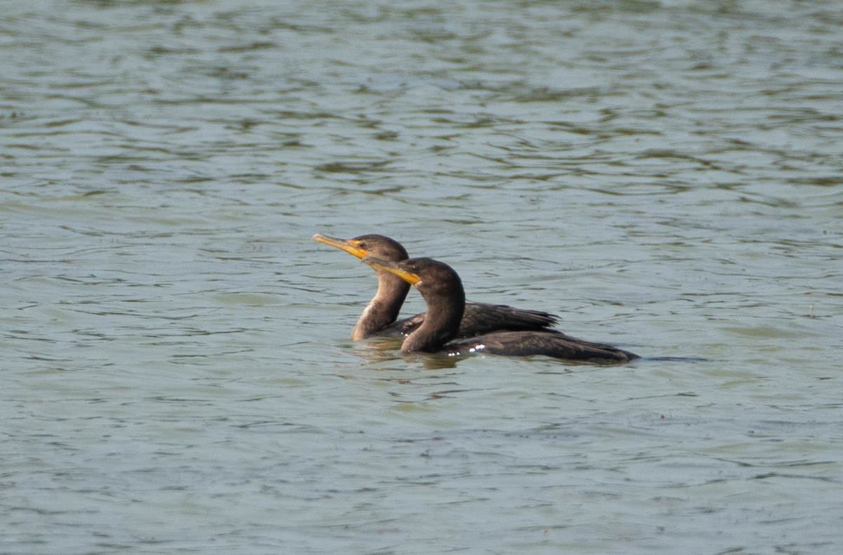 Double-crested Cormorant - ML363745581