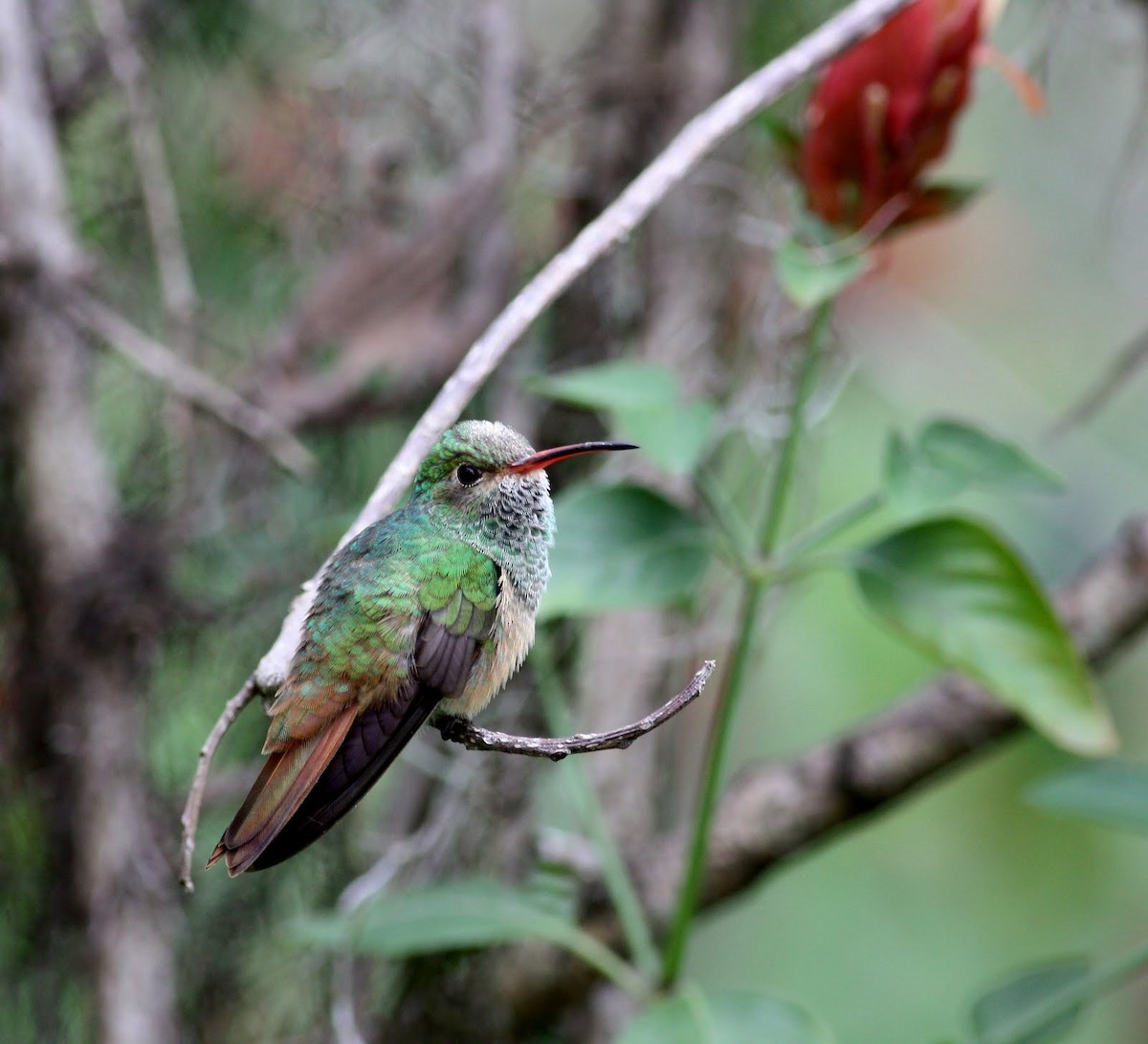 kolibřík yukatanský (ssp. cerviniventris/chalconota) - ML36374571