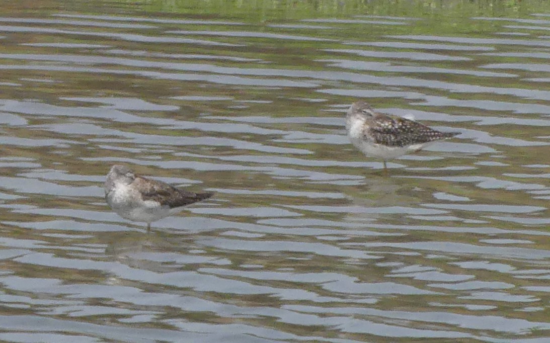 Lesser/Greater Yellowlegs - Avo Stilt