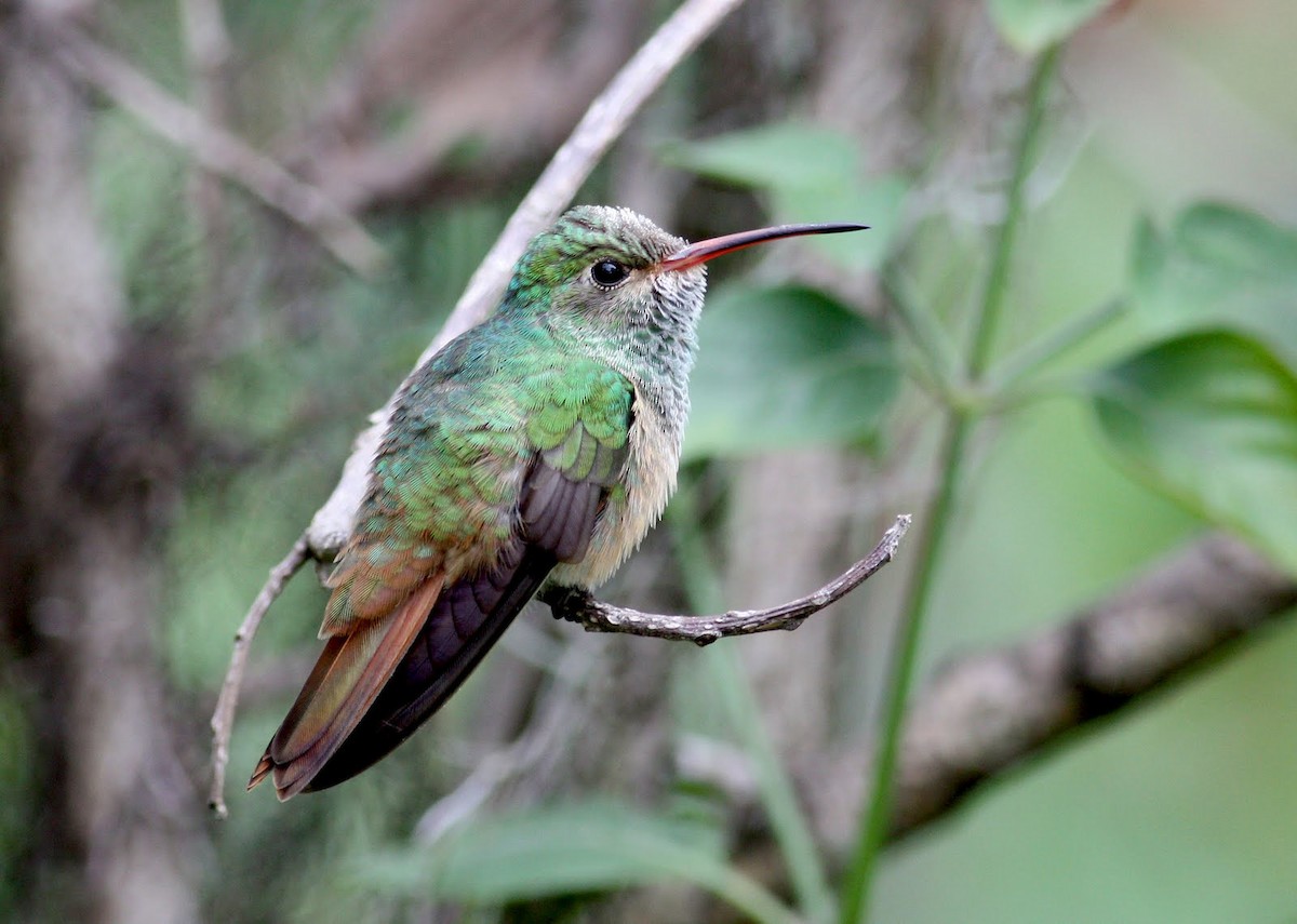 kolibřík yukatanský (ssp. cerviniventris/chalconota) - ML36374611