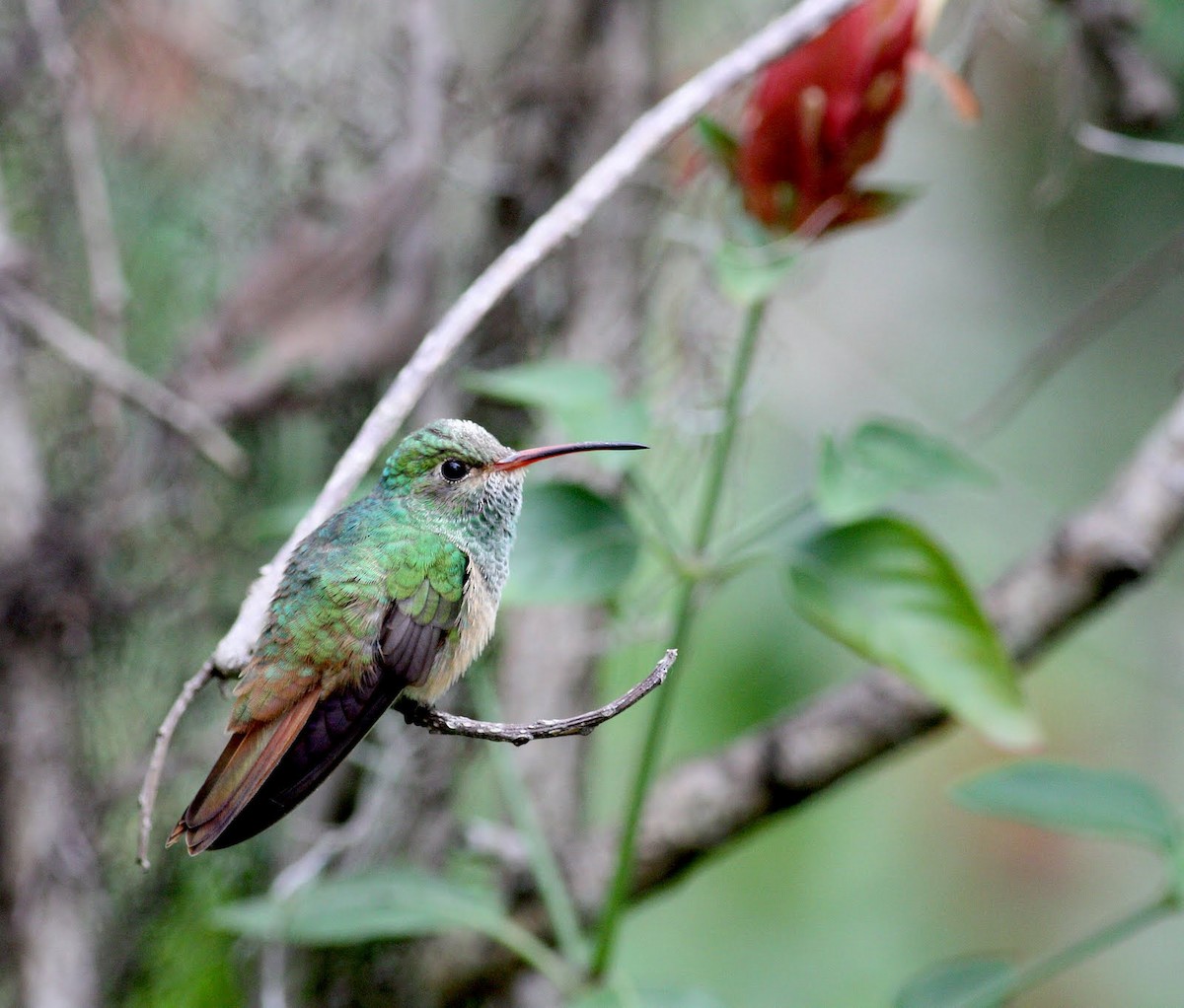 kolibřík yukatanský (ssp. cerviniventris/chalconota) - ML36374621