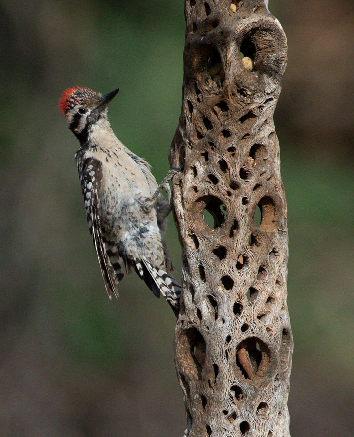 Ladder-backed Woodpecker - ML363746641