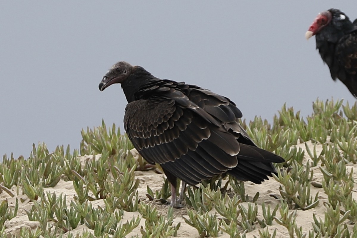 Turkey Vulture - Ann Stockert