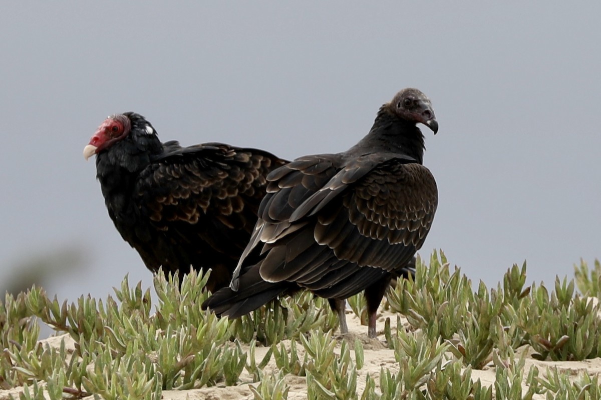 Turkey Vulture - Ann Stockert