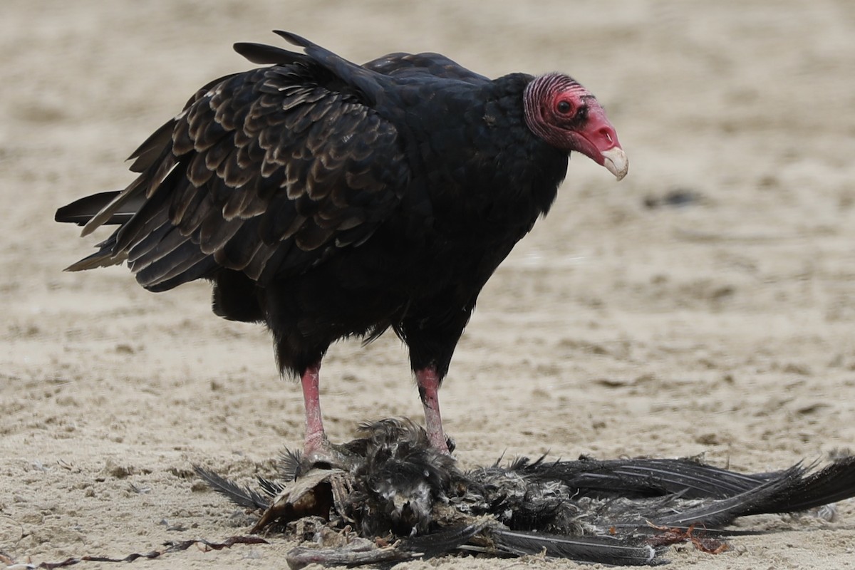 Turkey Vulture - Ann Stockert