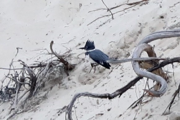 Belted Kingfisher - Ann Stockert