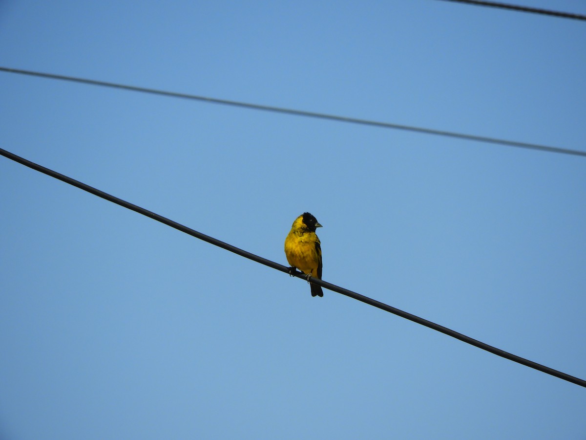 Hooded Siskin - ML363748131