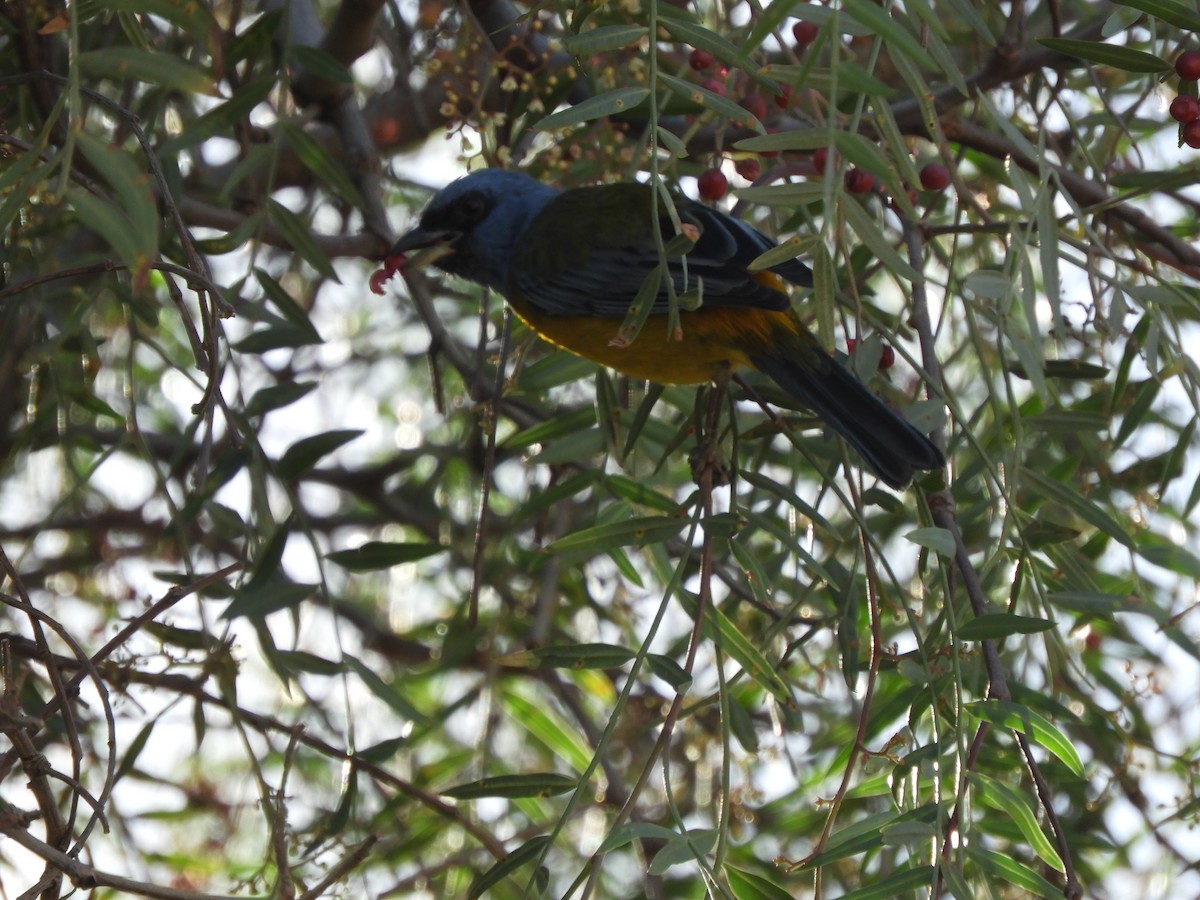 Blue-and-yellow Tanager - ML363748251