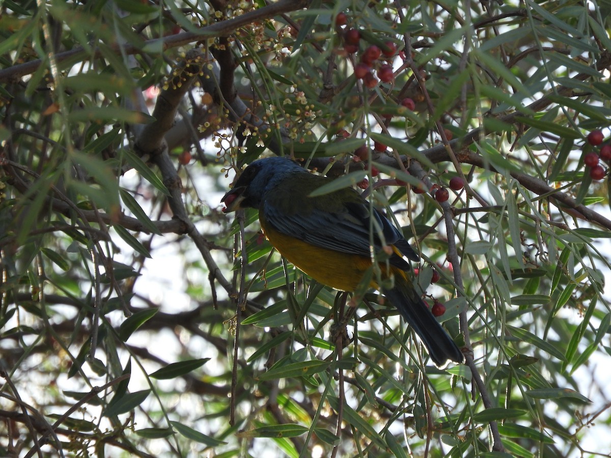 Blue-and-yellow Tanager - ML363748261