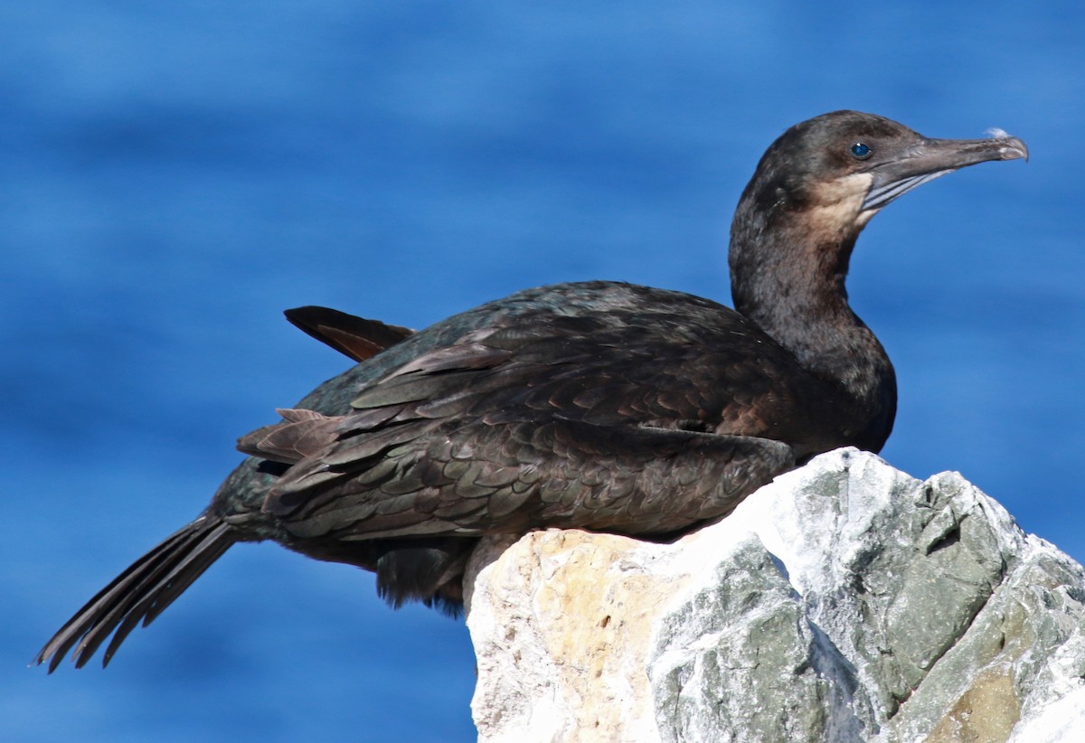 Brandt's Cormorant - ML36374841