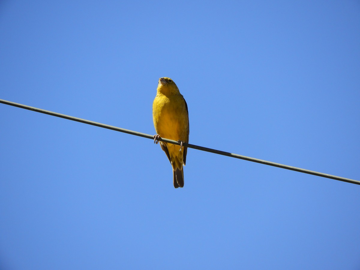 Greenish Yellow-Finch - ML363748581