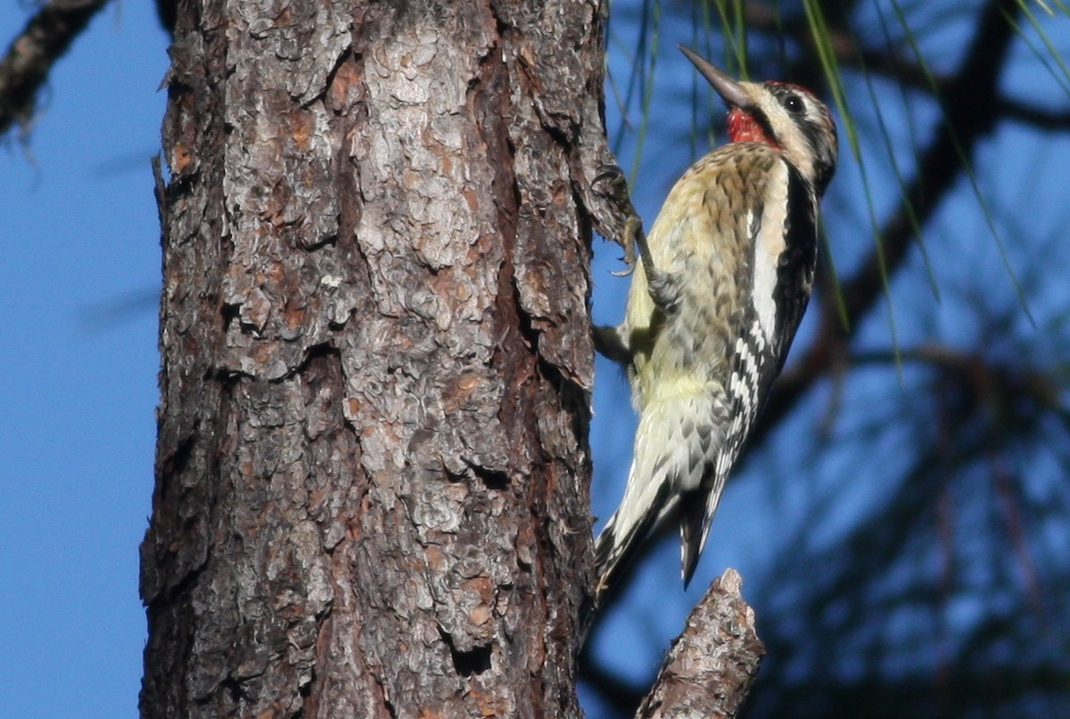 Yellow-bellied Sapsucker - ML363749541