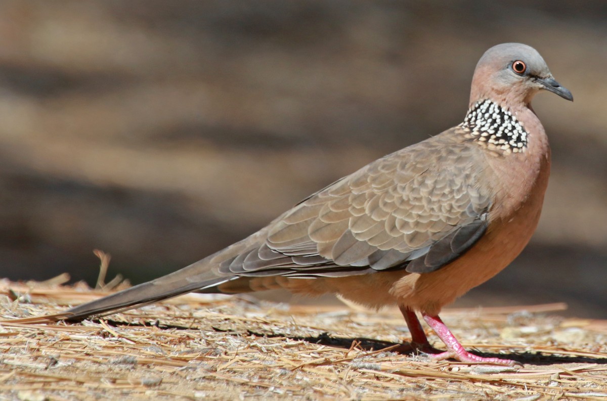 Spotted Dove - Jordan Roderick