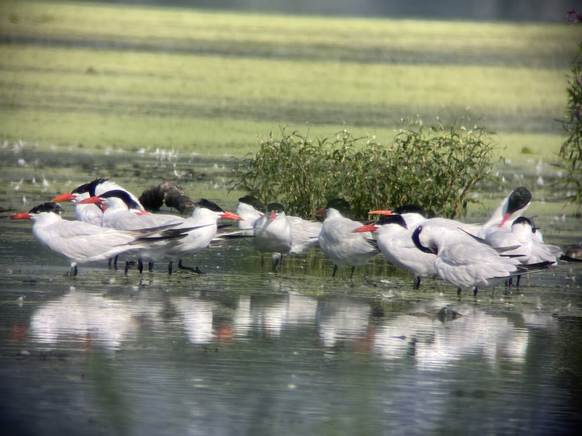 Caspian Tern - Robin M