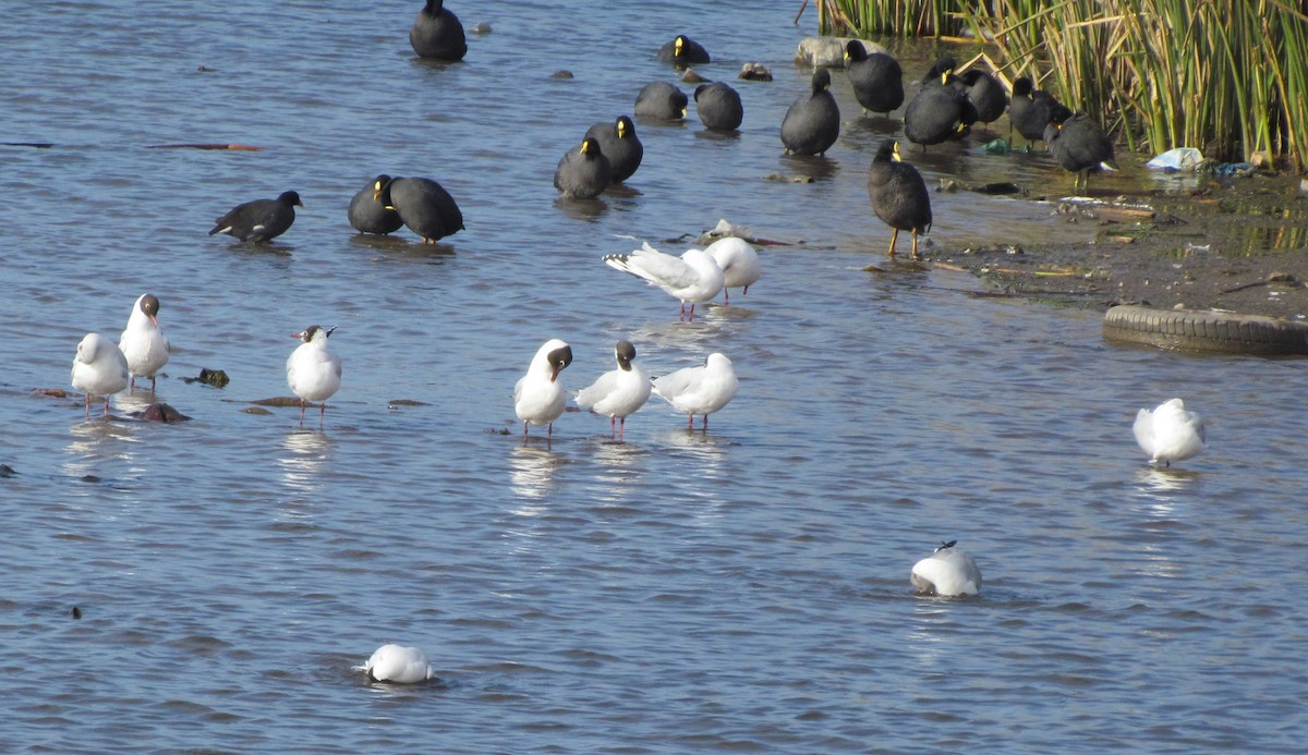 Brown-hooded Gull - cynthia arenas