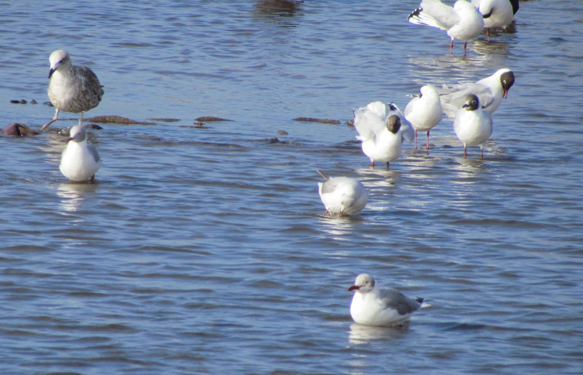 Brown-hooded Gull - ML363750371