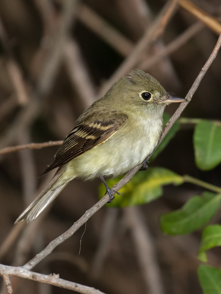 Acadian Flycatcher - ML36375041