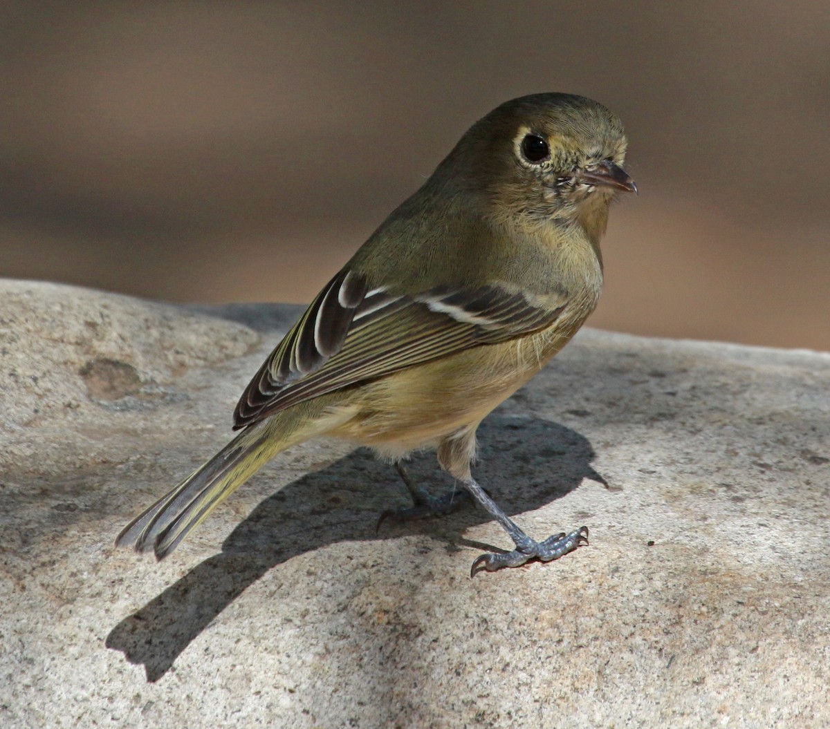 Hutton's Vireo - ML36375051